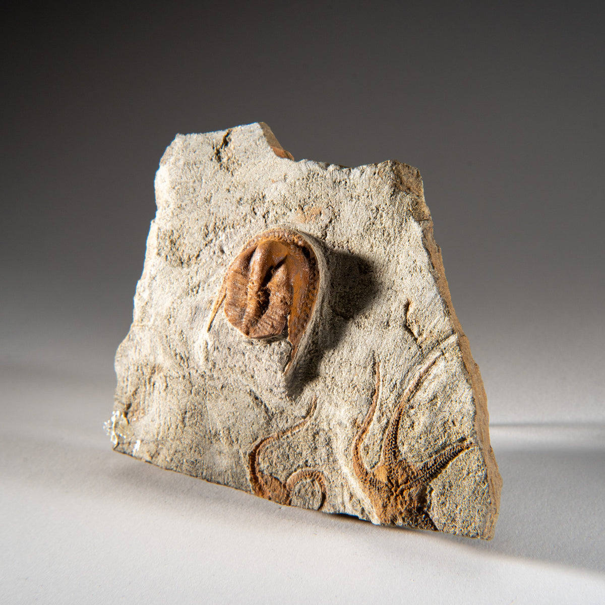 Explore our exciting line of Genuine Trilobite Fossil (Ptychopariida ...